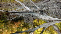 Fall Foliage, Tree Water, Bolingbroke Creek Trappe, MD 201106