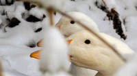 Waterfowl, Pekin Ducks Hidding, Snow, DSCN0131, 210202